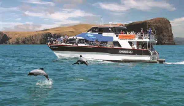 Boat on the ocean with dolphins in the foreground