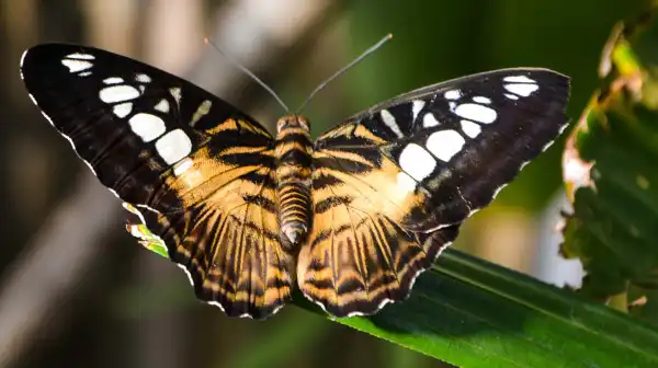 A butterfly at Butterfly Creek