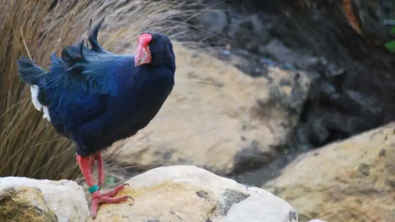 A Takahe at Willowbank Wildlife Reserve